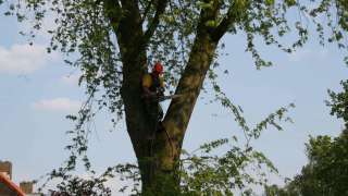 rooien van een esdoorn in de voortuin 